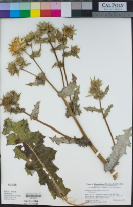 Image of Berkheya robusta