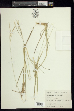 Axonopus purpusii image