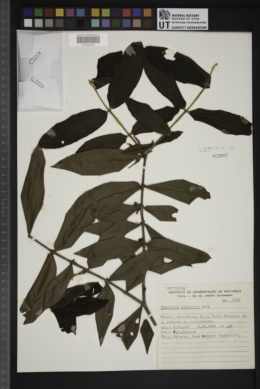 Image of Myrciaria glomerata