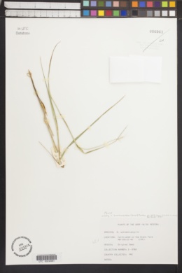 Image of Elymus burchan-buddae