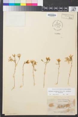 Githopsis pulchella subsp. pulchella image