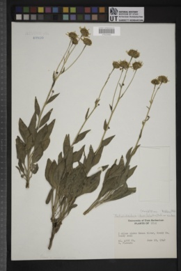 Platyschkuhria integrifolia var. ourolepis image
