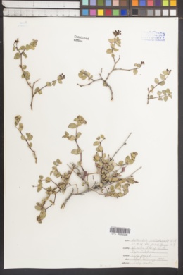 Image of Euphorbia magdalenae