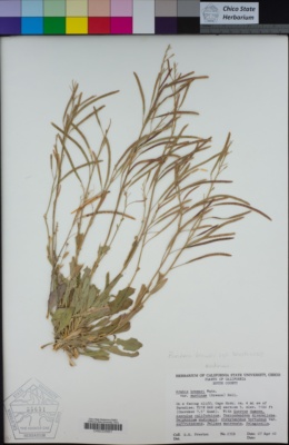 Boechera breweri subsp. shastaensis image