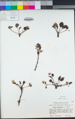 Howellanthus dalesianus image