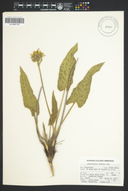 Image of Balsamorhiza careyana