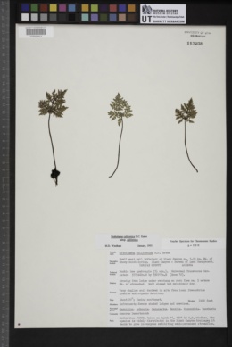 Notholaena californica subsp. californica image