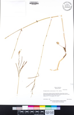 Streptanthus morrisonii image