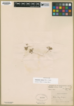 Neoholmgrenia andina image