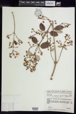 Banisteriopsis anisandra image