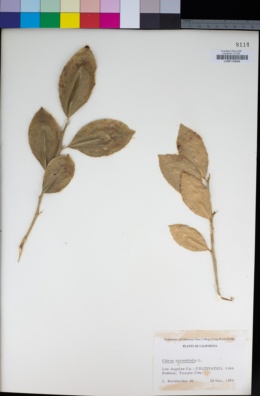 Image of Citrus × aurantiifolia