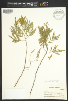Mimosa arenosa image
