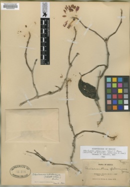 Image of Odontonema glaberrimum