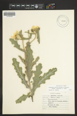 Argemone munita subsp. argentea image