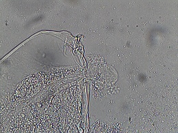 Macrobiotus ovidii image