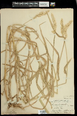 Phalaris arundinacea var. picta image