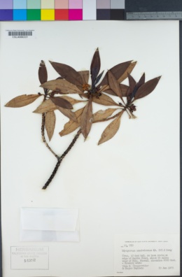 Myoporum sandwicense image
