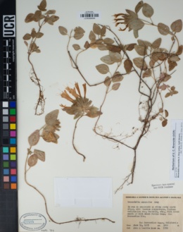 Monardella macrantha subsp. hallii image