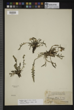 Oenothera flava subsp. flava image