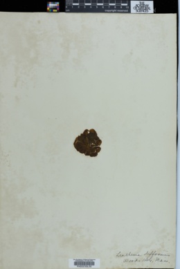 Leathesia marina image