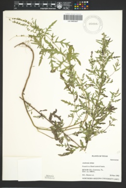Image of Ambrosia striata
