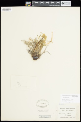 Lomatium graveolens var. graveolens image