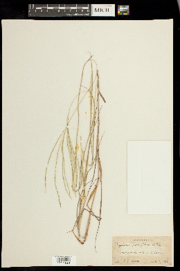 Image of Digitaria pauciflora