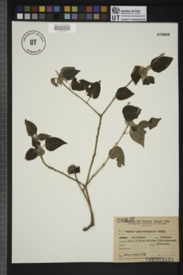 Croton lachnostachyus image