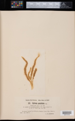 Hydrurus foetidus var. penicilatus image