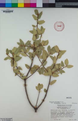 Quercus wislizeni var. frutescens image