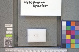 Hypoponera opacior image