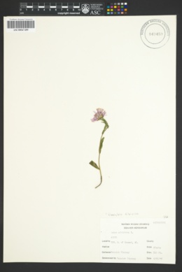 Image of Eurybia sibirica