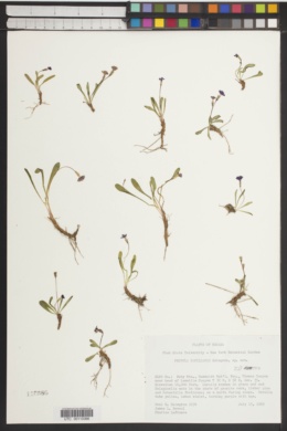 Primula capillaris image