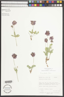 Trifolium kingii subsp. macilentum image
