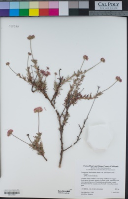 Eriogonum fasciculatum var. foliolosum image