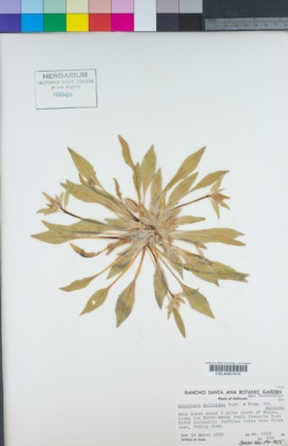Oenothera deltoides image