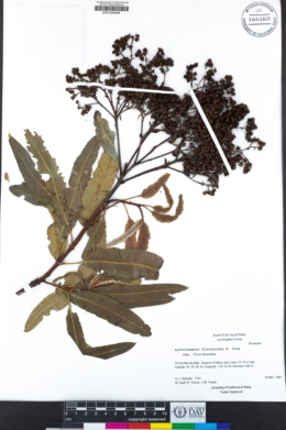 Lyonothamnus floribundus subsp. floribundus image