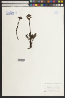Pedicularis ornithorhyncha image
