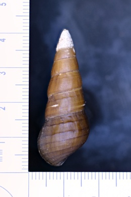 Pachychilus lacustris image