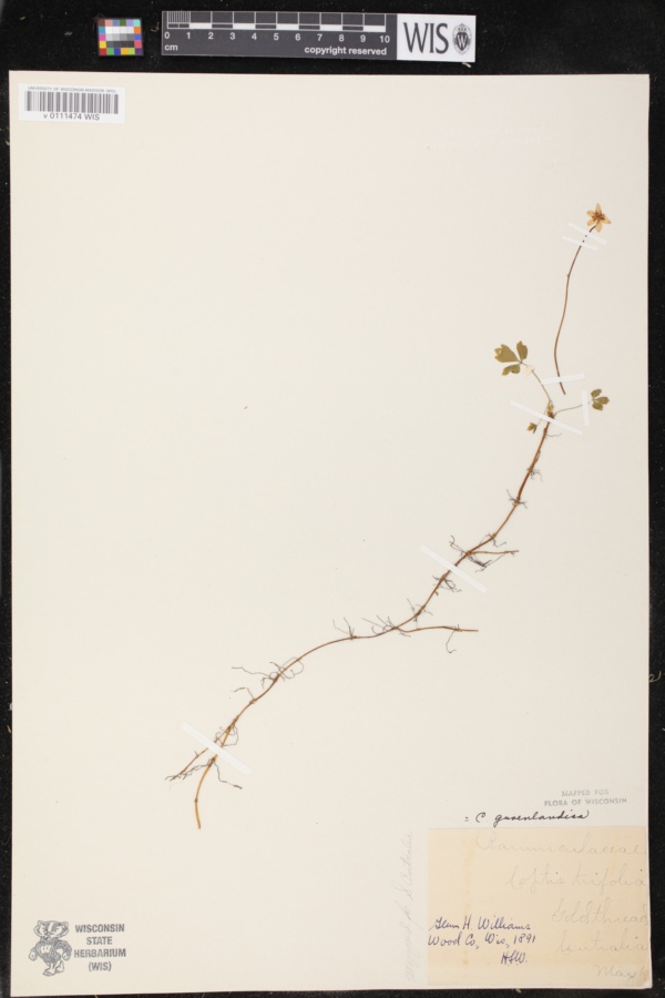 Coptis trifolia image