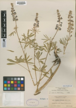 Lupinus silvicola image