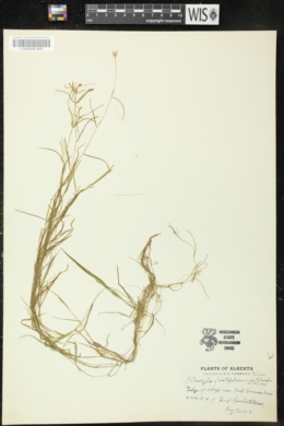 Potamogeton tenuifolius image