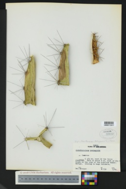 Image of Acanthocereus tetragonus
