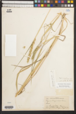 Image of Elymus curvatus