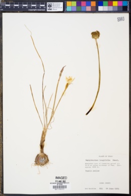 Zephyranthes longifolia image