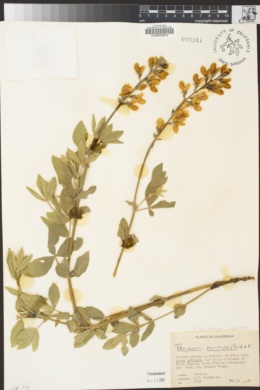 Thermopsis californica var. argentata image