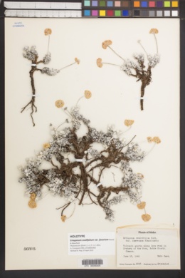 Eriogonum ovalifolium var. focarium image