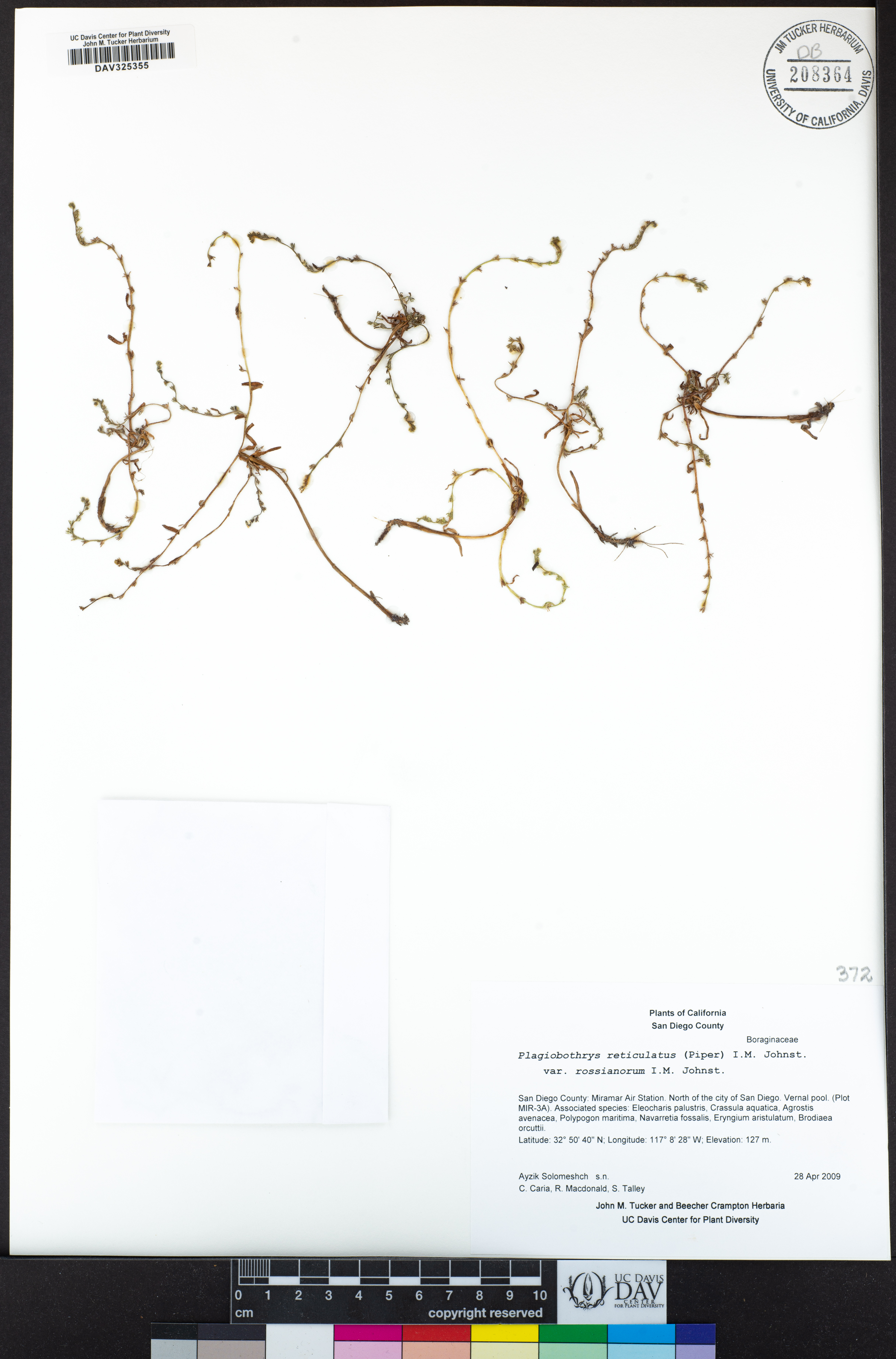 Plagiobothrys reticulatus var. rossianorum image