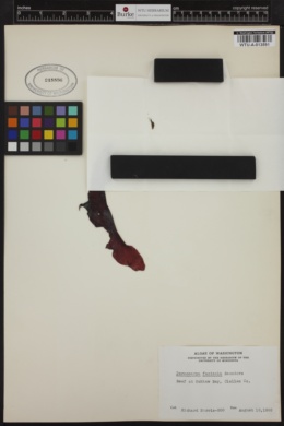 Chamaecalyx fucicola image