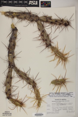 Cylindropuntia acanthocarpa var. thornberi image